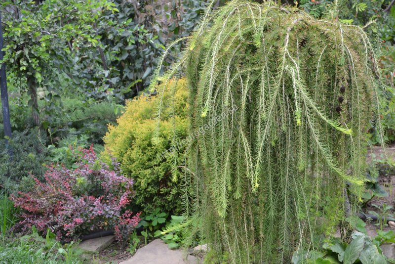 Лиственница тонкочешуйчатая Larix kaempferi