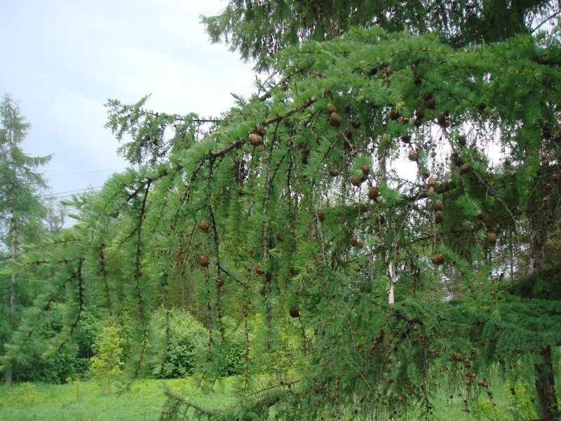 Шишки лиственницы Пендула