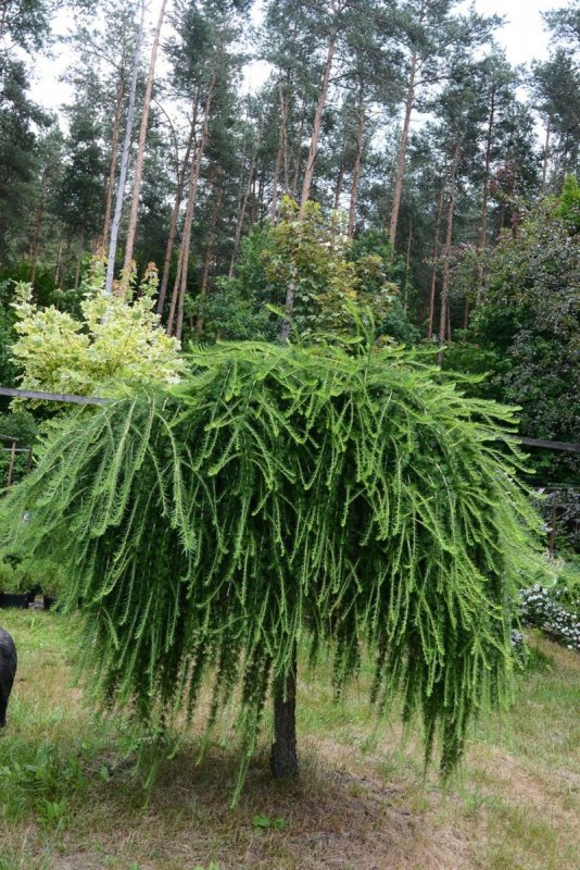 Лиственница плакучая Пендула
