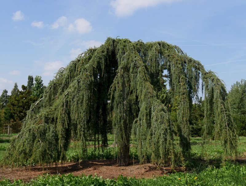 Лиственница плакучая Пендула