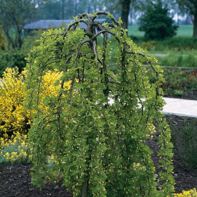 Лиственница японская Пендула (Larix kaempferi pendula)