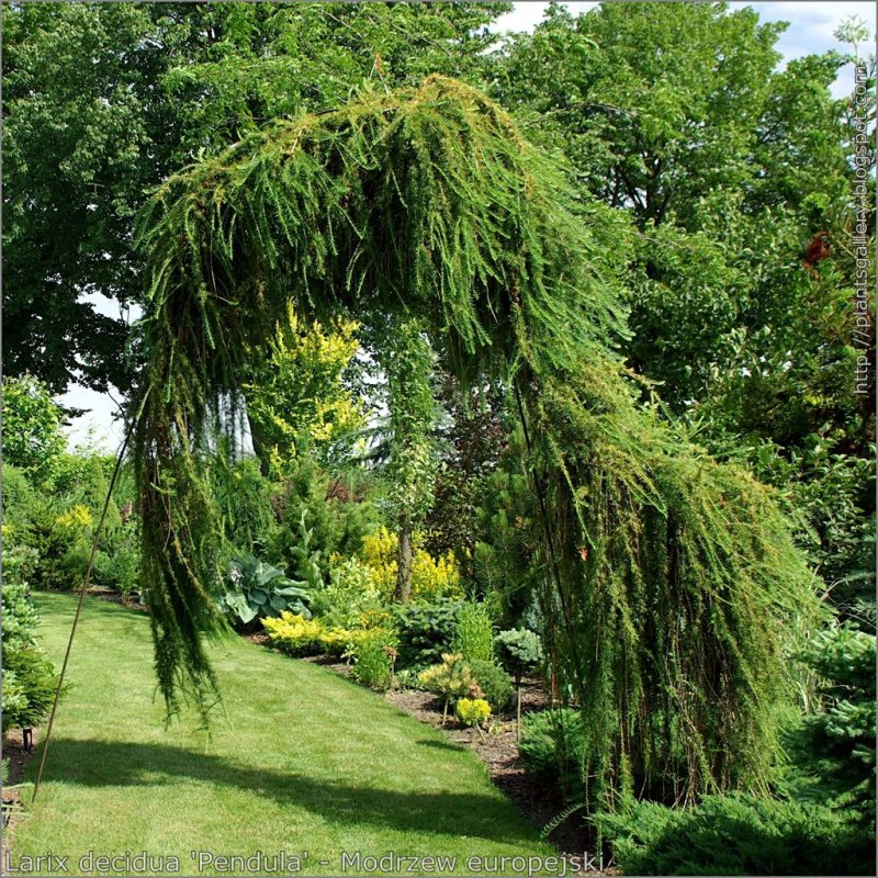 Лиственница европейская pendula