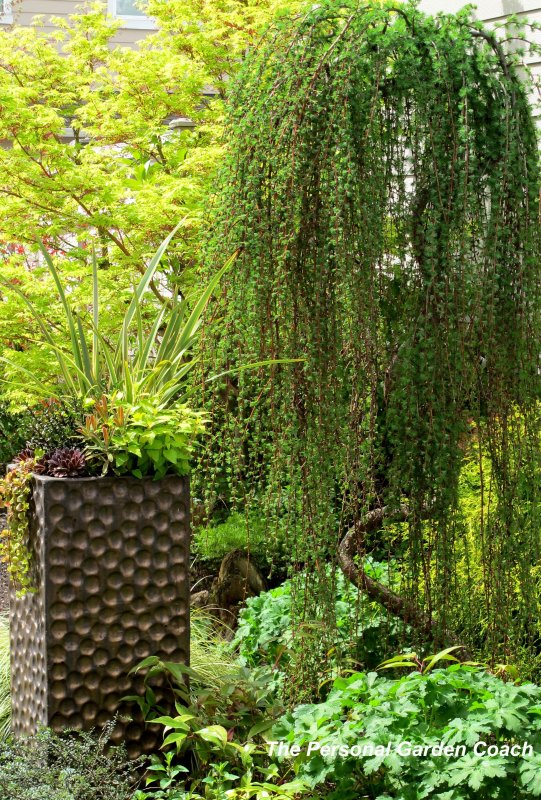Лиственница европейская pendula