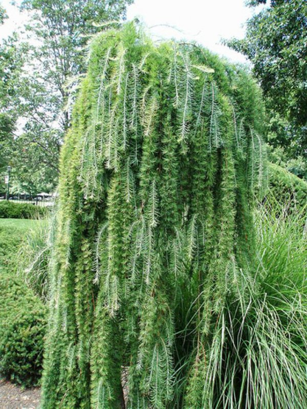 Лиственница японская Larix kaempferi