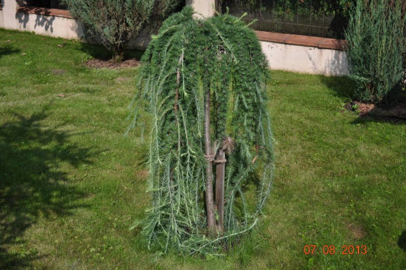 Лиственница европейская Larix decidua