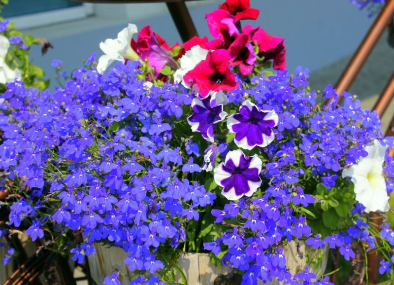 Петуния Vista Fuchsia