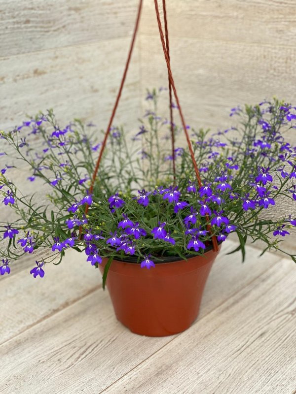 Лобелия Star Purple, укорененные черенки