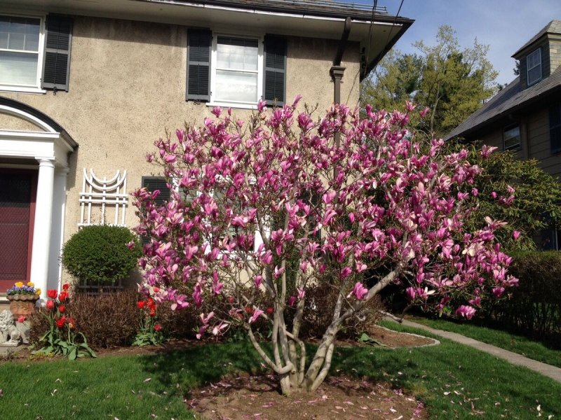 Magnolia soulangeana