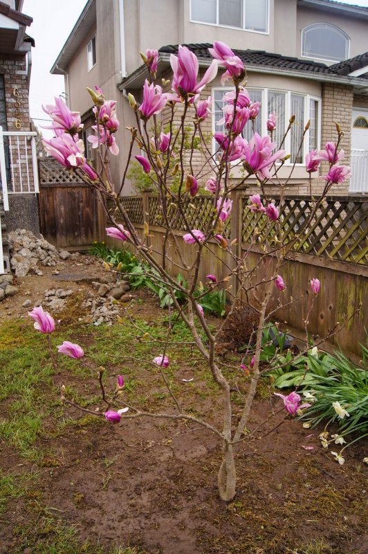 Магнолия Magnolia Pinkie