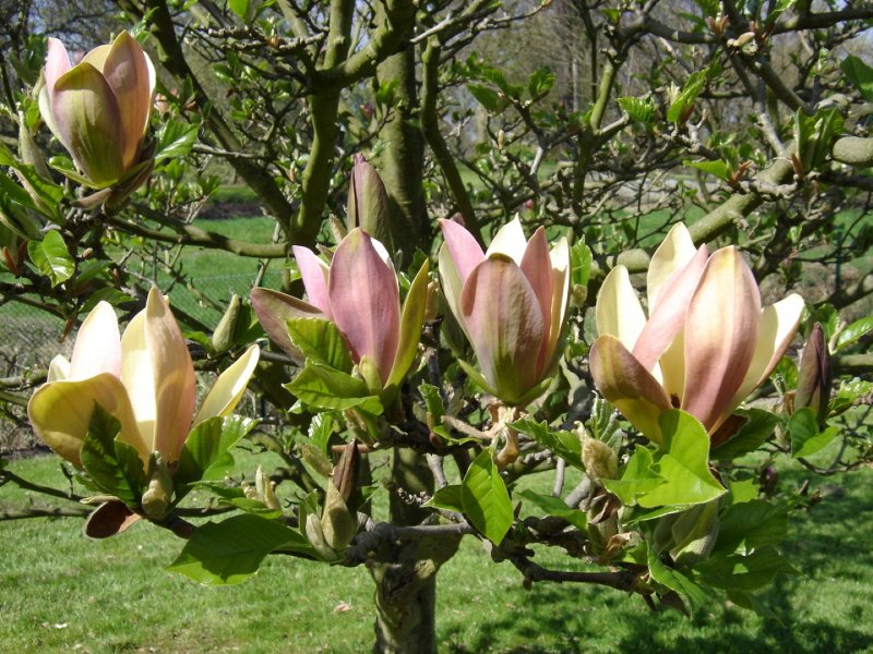 Магнолия Magnolia Alexandrina