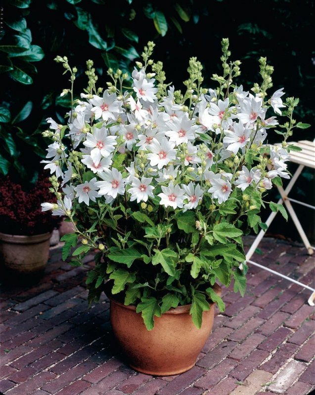 Lavatera 'Barnsley'