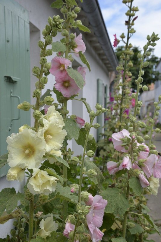 Lavatera trimestris
