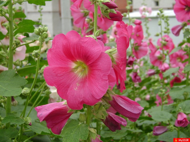 Malva Sylvestris