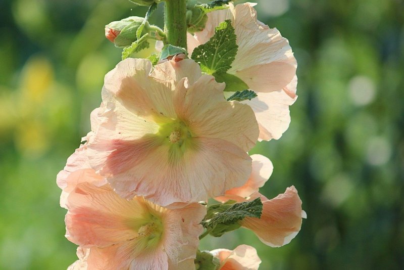 Rose Mallow цветок