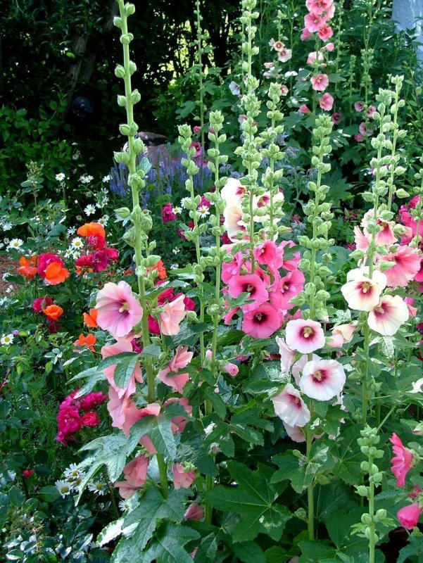 Мальва – Alcea rosea