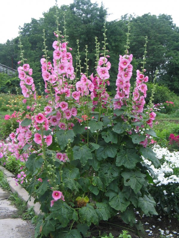 Alcea rosea l.