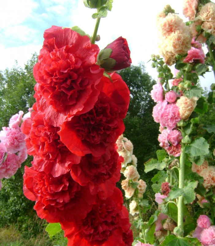 Malva Alcea 'Fastigiata'