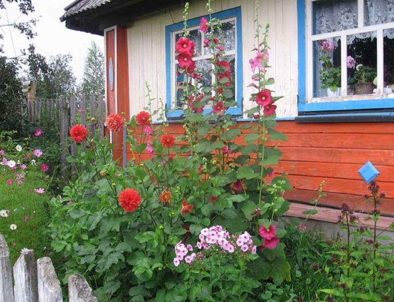 Мальва (шток-роза, просвирник)