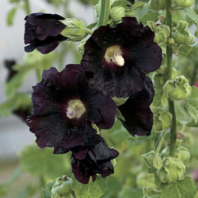 Мальва Alcea altissima