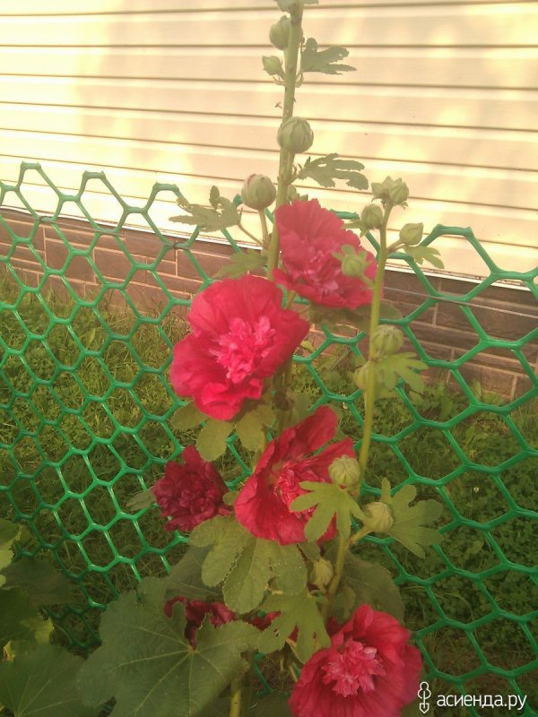 Шток-роза Alcea rosea
