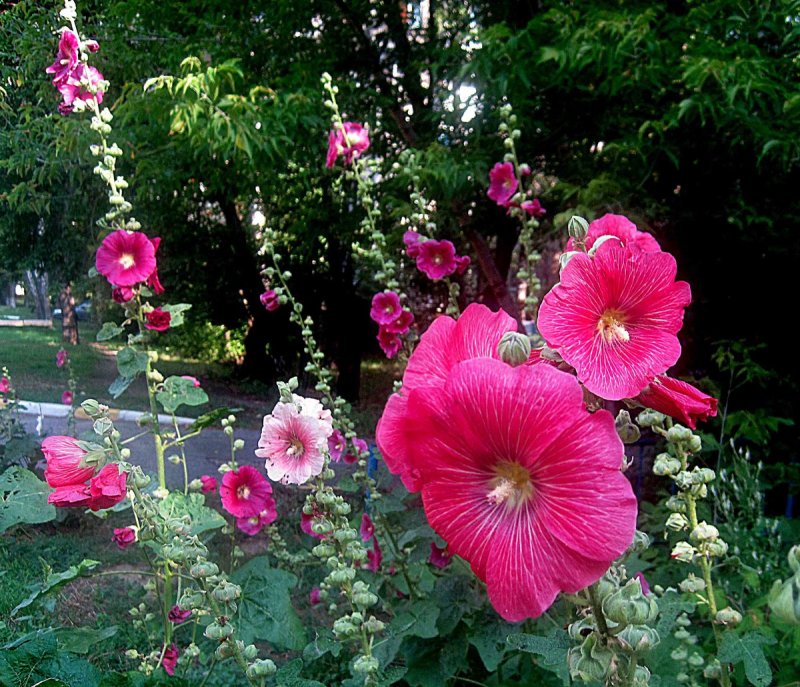 Мальва Alcea rosea Mix