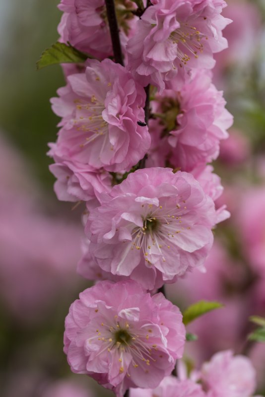 Миндаль трехлопастный луизеания_ Prunus_triloba_