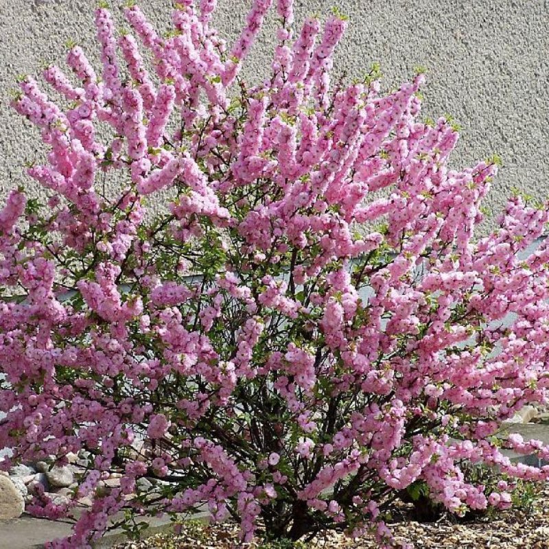 Миндаль трехлопастной Prunus triloba