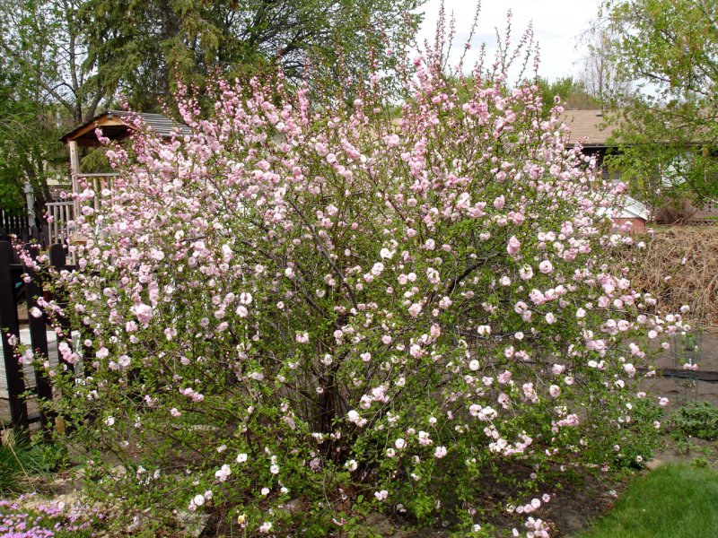 Миндаль Prunus triloba на штамбе
