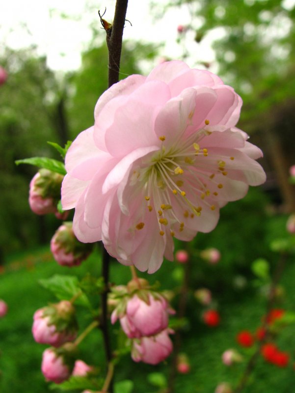 Миндаль трехлопастной Prunus triloba