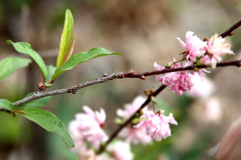 Prunus triloba Lindl