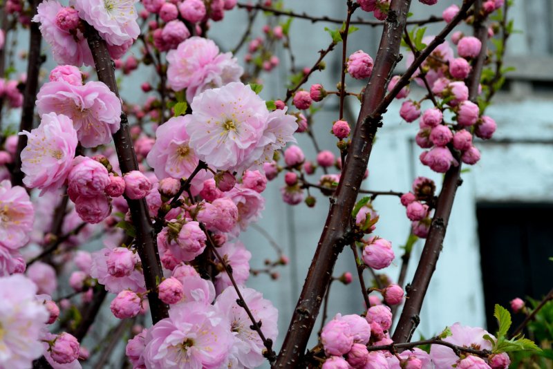 Миндаль трехлопастный луизеания_ Prunus_triloba_