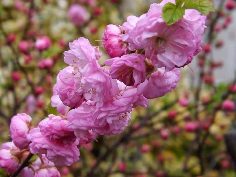 Миндаль трехлопастной Prunus triloba