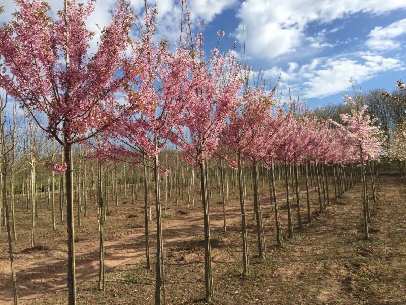 Миндаль трехлопастный луизеания_ Prunus_triloba_