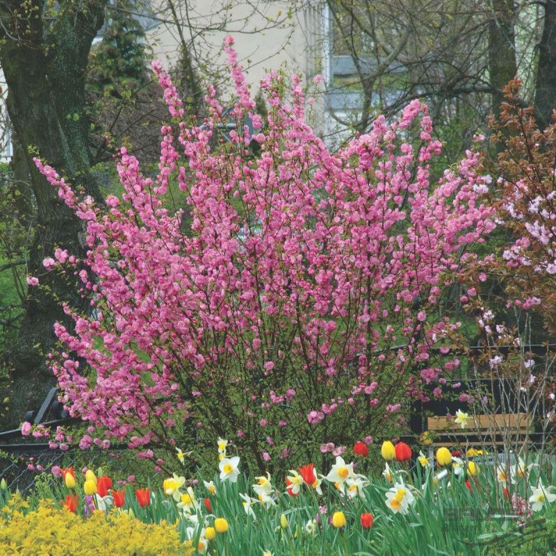 Миндаль трехлопастной Prunus triloba