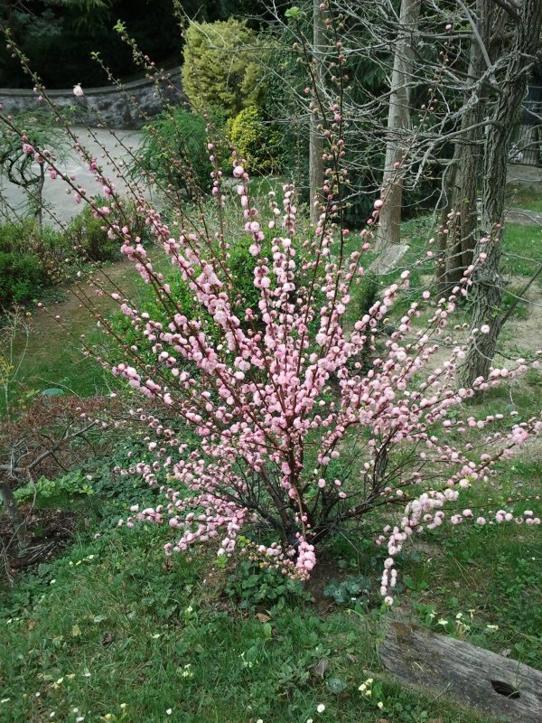 Миндаль луизеания