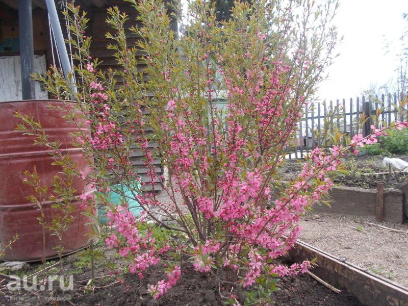 Миндаль декоративный кустарник