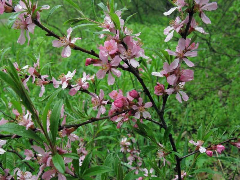 Миндаль низкий (Amygdalus Nana)