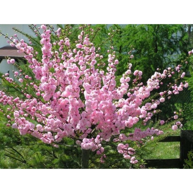 Миндаль трехлопастный луизеания_ Prunus_triloba_