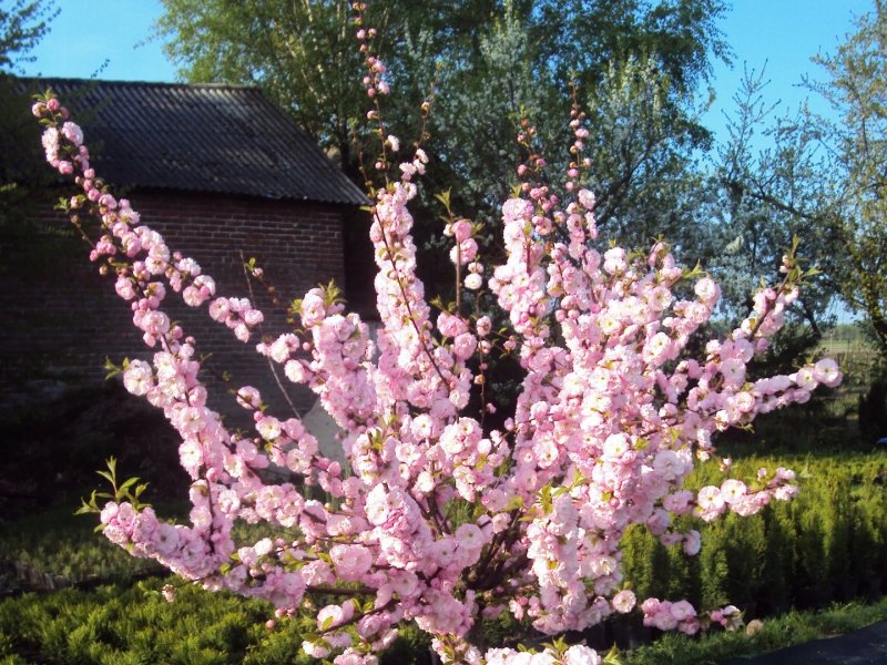 Prunus triloba миндаль