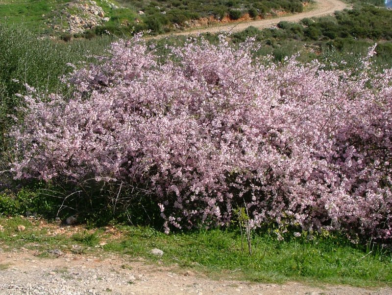 Дикий миндаль (бобовник)