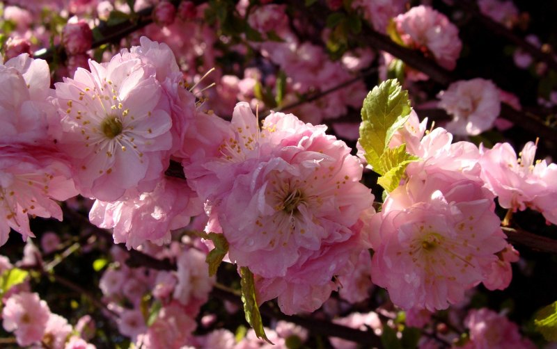 Миндаль трехлопастный луизеания_ Prunus_triloba_