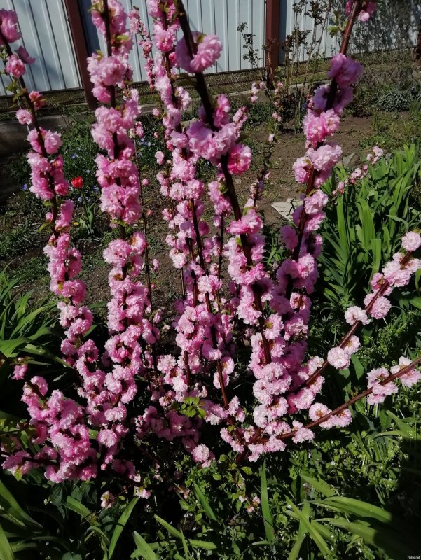 Миндаль трехлопастной Prunus triloba