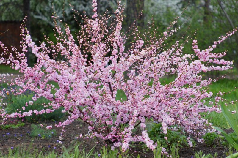 Миндаль трехлопастной кустарник