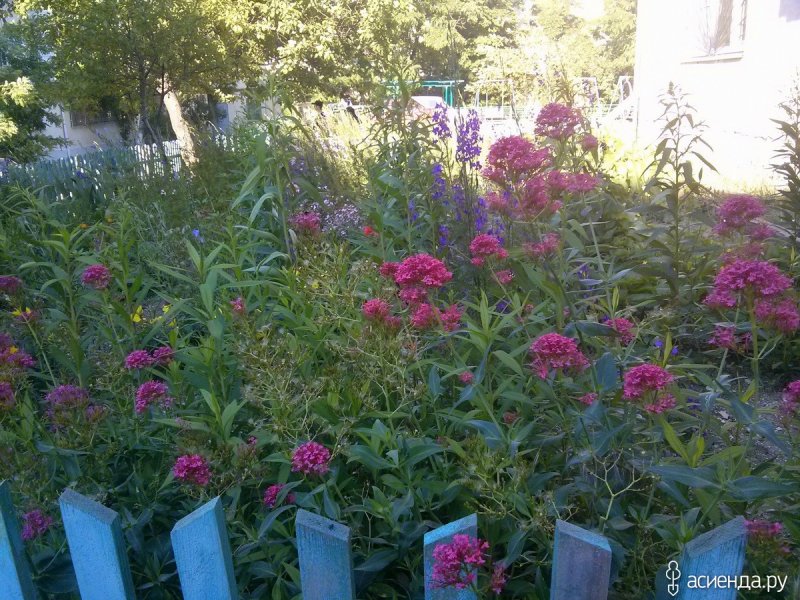 Клумба из кентрантус