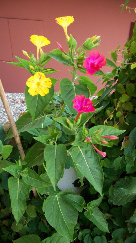 Mirabilis Jalapa