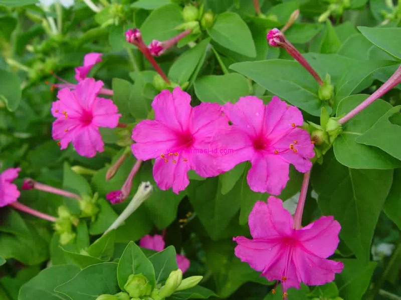 Mirabilis Jalapa l.