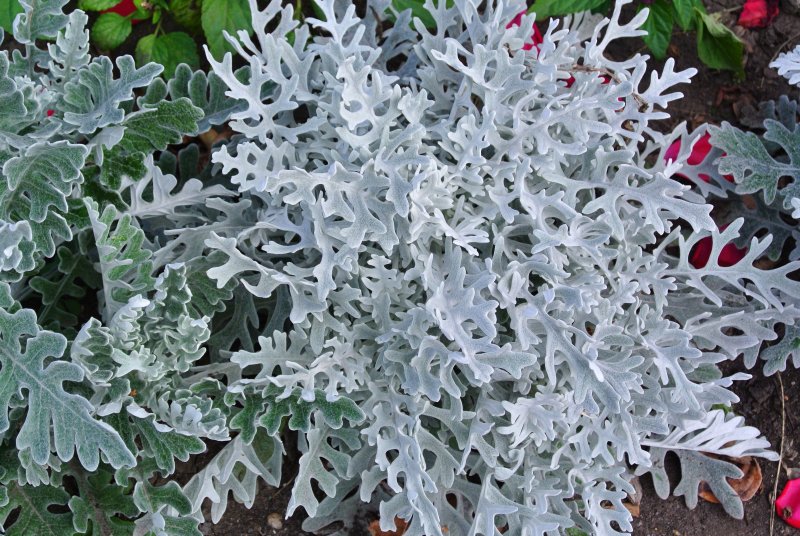 Цинерария Приморская cineraria maritima