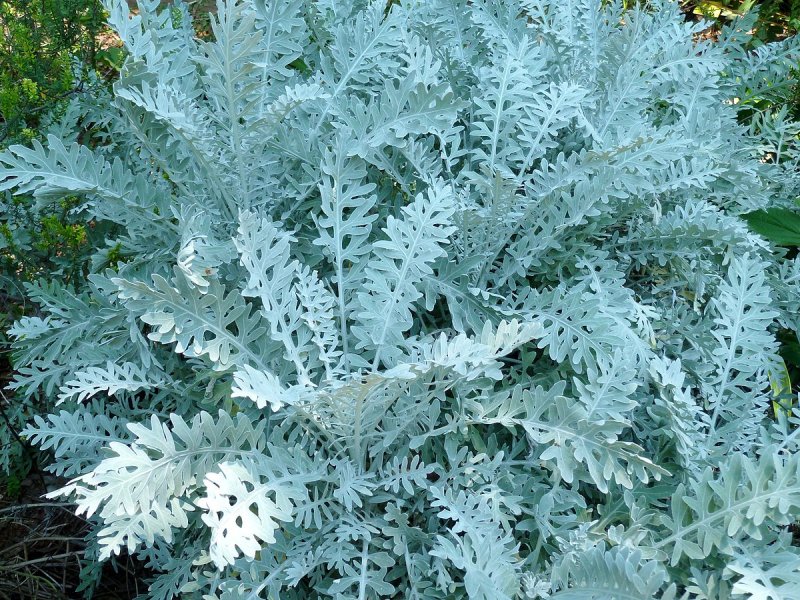 Цинерария Приморская (Senecio cineraria)