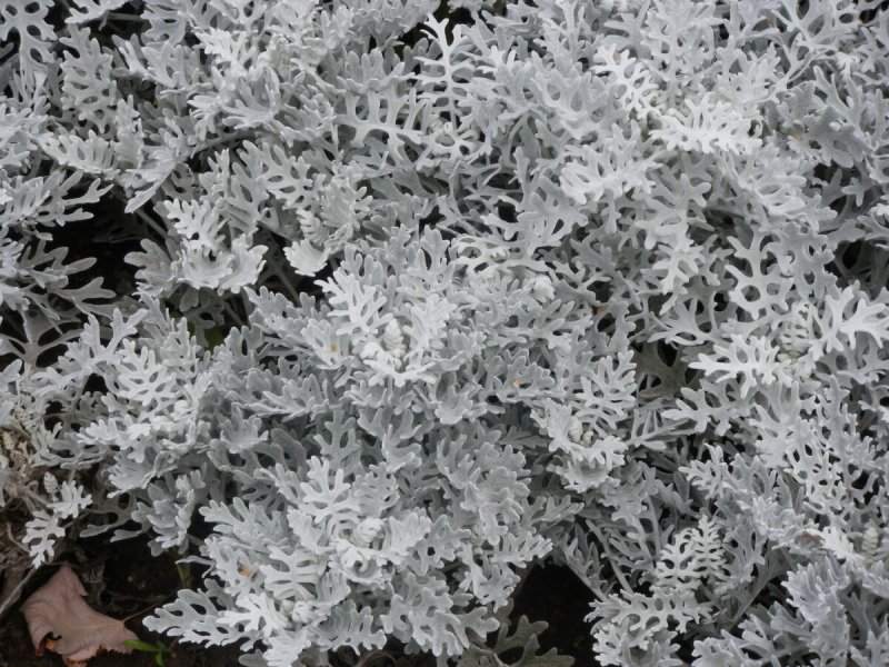 Цинерария Приморская (Senecio cineraria)