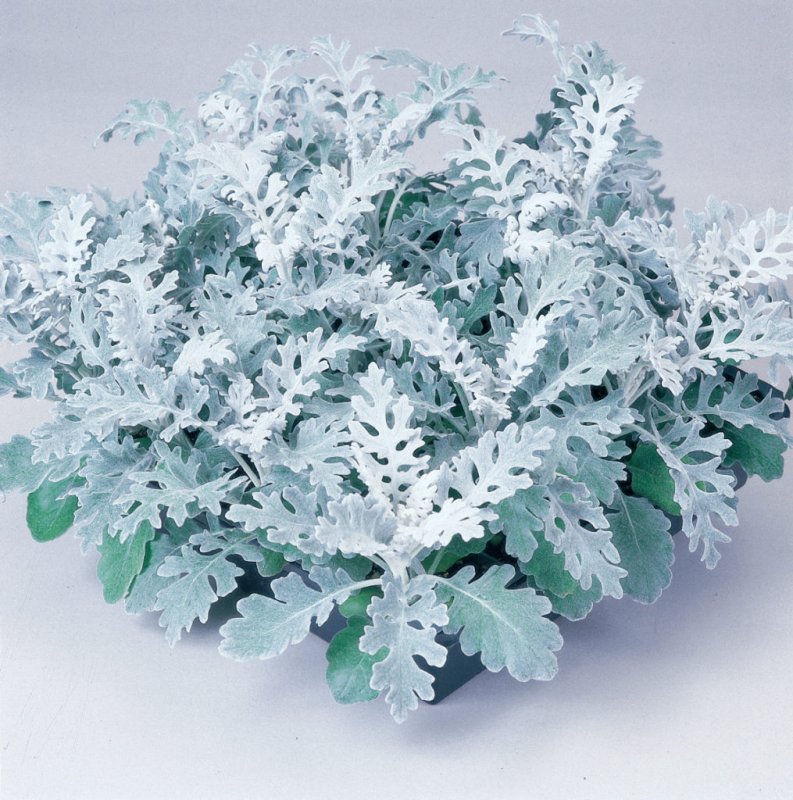 Цинерария Приморская (Senecio cineraria)